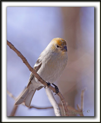 DUREBEC DES SAPINS  /  PINE GROSBEAK   _MG_0178 a