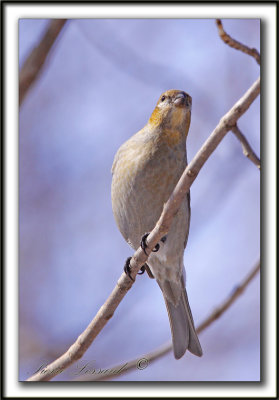 DUREBEC DES SAPINS  /  PINE GROSBEAK   _MG_0185 a