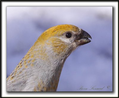 DUREBEC DES SAPINS  /  PINE GROSBEAK   _MG_0355