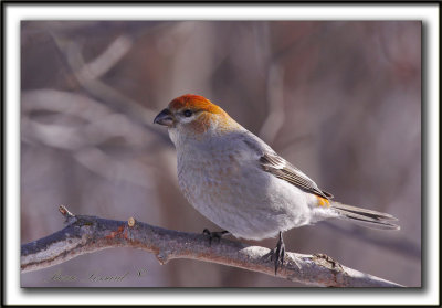 DUREBEC DES SAPINS  /  PINE GROSBEAK   _MG_0936 a