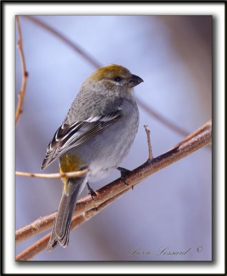 DUREBEC DES SAPINS  /  PINE GROSBEAK   _MG_1150 a