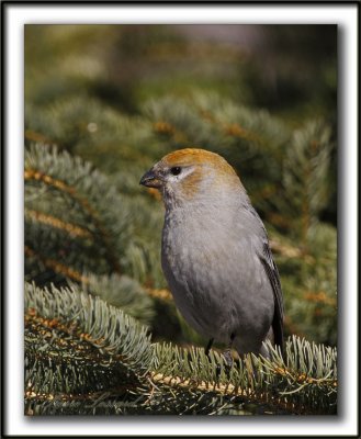 DUREBEC DES SAPINS  /  PINE GROSBEAK   _MG_1177 a