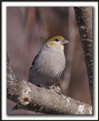 DUREBEC DES SAPINS  /  PINE GROSBEAK   _MG_1242 a