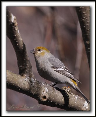 _DUREBEC DES SAPINS  /  PINE GROSBEAK   MG_1255 a
