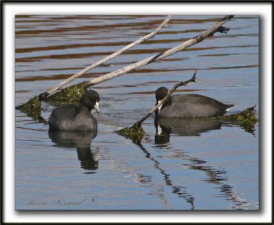 FOULQUE D'AMRIQUE   /    AMERICAN COOT    IMG_6499 a