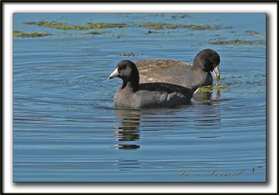 FOULQUE D'AMRIQUE   /    AMERICAN COOT    IMG_6539 a