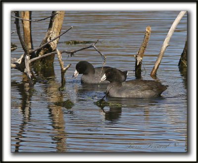 FOULQUE D'AMRIQUE   /    AMERICAN COOT    IMG_6509 a