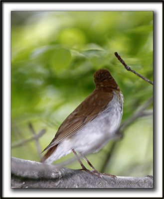 GRIVE FAUVE   /    VEERY     _MG_0329a