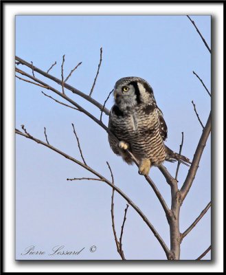 _MG_6193 aCHOUETTE PERVIRE /  NORTHERN HAWK OWL    a