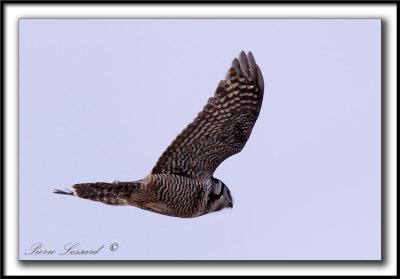 CHOUETTE PERVIRE /  NORTHERN HAWK OWL    _MG_6223 aa