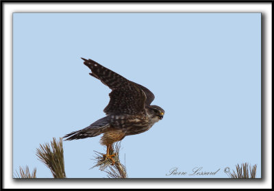 FAUCON MERILLON   /   MERLIN   -  Ancienne-Lorette    _MG_1639 a