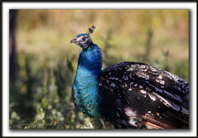  PAON BLEU ( Indien) mle /   INDIAN PEAFOWL male       _MG_4855 sa