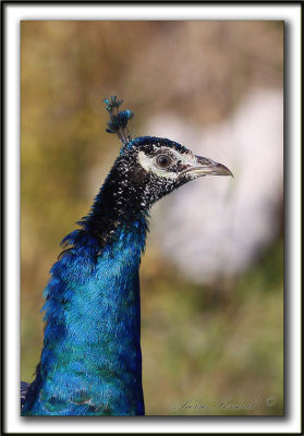   PAON BLEU ( Indien) mle /   INDIAN PEAFOWL male     _MG_4832 sa