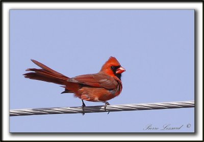 CARDINAL ROUGE, mle   /    NORTHERN CARDINAL, male     _MG_1644 a