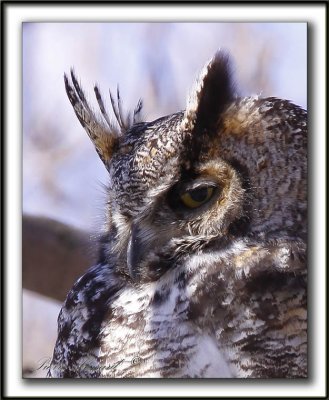 GRAND-DUC D'AMRIQUE, femelle   /   GREAT HORNED OWL, female     _MG_1467 a