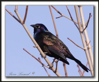 QUISCALE BRONZ  /  COMMON GRACKLE     _MG_1540 a