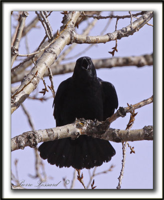 CORNEILLE D'AMRIQUE  /  AMERICAN CROW   -  Elle a l'air agressive  /  this crow look alike aggressive     _MG_1560 a