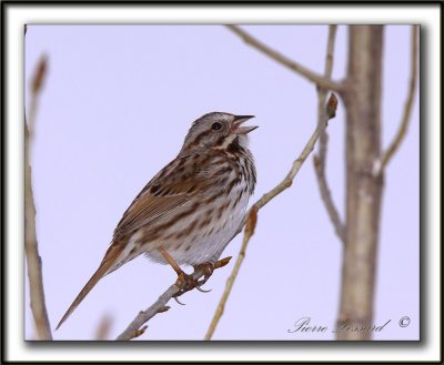 BRUANT CHANTEUR  /  SONG SPARROW   -   Marais provencher    _MG_1987 a