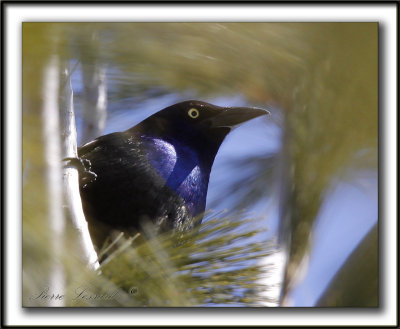 QUISCALE BRONZ  /  COMMON GRACKLE  -  Domaine Maizeret     _MG_1804 a