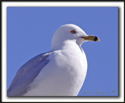 GOLAND  BEC CERCL  /  RING-BILLED GULL   -   Domaine Maizeret    _MG_1785 a