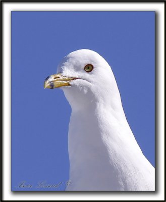 GOLAND  BEC CERCL  /  RING-BILLED GULL   -   Domaine Maizeret    _MG_1788 a