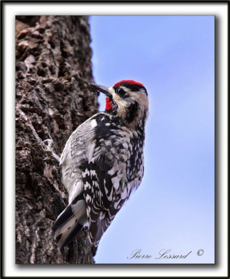 PIC MACUL  /  YELLOW-BELLIED SAPSUCKER     _MG_3543 a  -  Marais Provencher