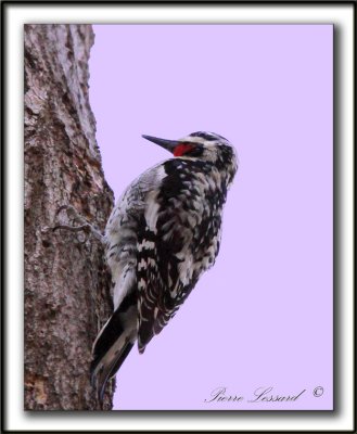 PIC MACUL  /  YELLOW-BELLIED SAPSUCKER_MG_3555 aa  -  Marais Provencher