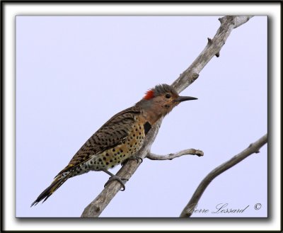   PIC FLAMBOYANT / NORTHERN FLICKER    _MG_2615 a