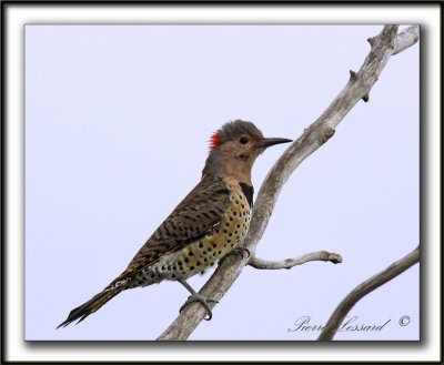 PIC FLAMBOYANT / NORTHERN FLICKER    _MG_2617 a