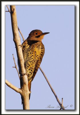 PIC FLAMBOYANT, au lever du jour  /   NORTHERN FLICKER , at the sunrise     _MG_2723 a