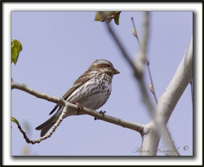 ROSELIN POURPR, femelle      /   PURPLE FINCH    _MG_3651 a  -  Marais Provencher