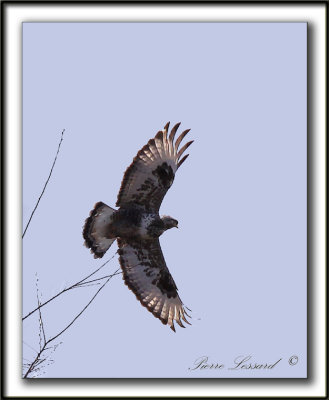BUSE PATTUE, forme claire   /   ROUGH-LEGGED HAWK, light phase