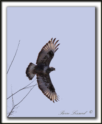 BUSE PATTUE, forme claire / ROUGH-LEGGED HAWK, light phase