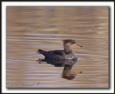 HARLE COURONN, femelle  /  HOODED MERGANSER, female   _MG_2606 a  -  Base de plein air Ste-Foy