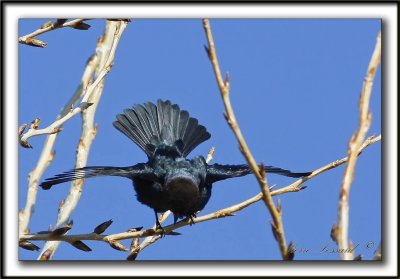  VACHER  TTE BRUNE, mle   /   BROWN-HEADED COWBIRD, male    _MG_4114aa   -  SALUT ,  pour impressionner  /  to impress