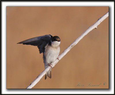 HIRONDELLE  AILES HRISSES   /    NORTHERN ROUGH-WINGED SWALLOW