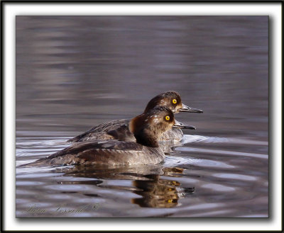 HARLE COURONN, jeune mle  /  HOODED MERGANSER, male immature    _MG_2639 a   -  Base de plein air Ste-Foy