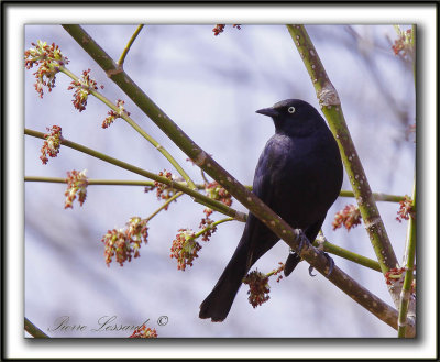 QUISCALE ROUILLEUX -  RUSTY BLACKBIRD    _MG_2955 a   -  Marais Provencher