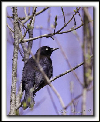 QUISCALE ROUILLEUX -  RUSTY BLACKBIRD    _MG_3049 a   -  Marais Provencher