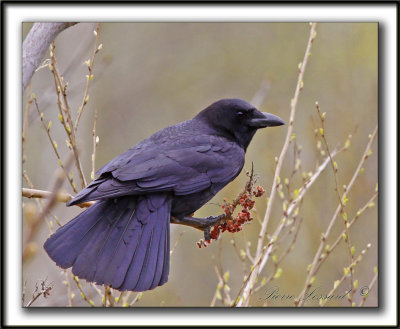 CORNEILLE D'AMRIQUE  /  AMERICAN CROW