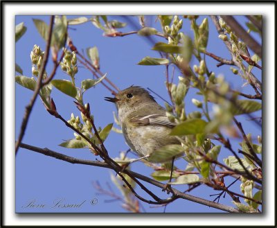 ROITELET  COURONNE RUBIS   /   RUBY-CROWNED  KINGLET    _MG_3067 a