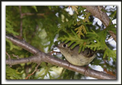 ROITELET  COURONNE RUBIS   /   RUBY-CROWNED  KINGLET   -  COUCOU...    _MG_3220 a