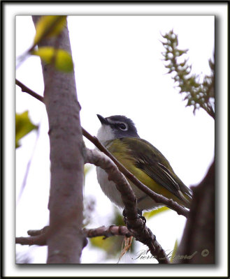 VIRO  TTE BLEUE    /    SOLITARY VIREO    _MG_6753 a