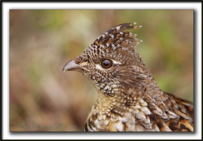 GLINOTTE HUPPE,  ( Perdrix )   /    RUFFED GROUSE