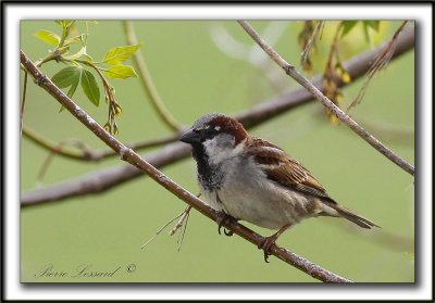 MOINEAU DOMESTIQUE, mle   /   HOUSE SPARROW, male     _MG_5162 aa