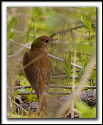 GRIVE FAUVE   /    VEERY     _MG_7629 a