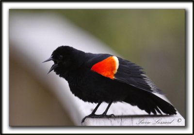 CAROUGE  PAULETTES, mle  /  RED-WINGED BLACKBIRD, male   -  Domaine Maizeret    _MG_7068 a