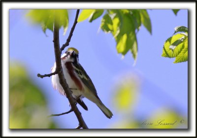 PARULINE  FLANCS MARRON /  CHESTNUT-SIDED WARBLER     _MG_9223 a