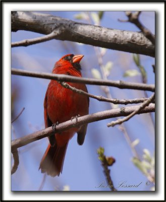 CARDINAL ROUGE, mle   /    NORTHERN CARDINAL, male     _MG_3111 a