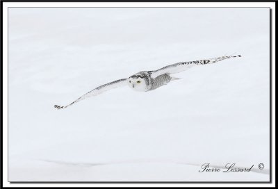 HARFANG DES NEIGES  -  SNOWY OWL    _MG_4315a